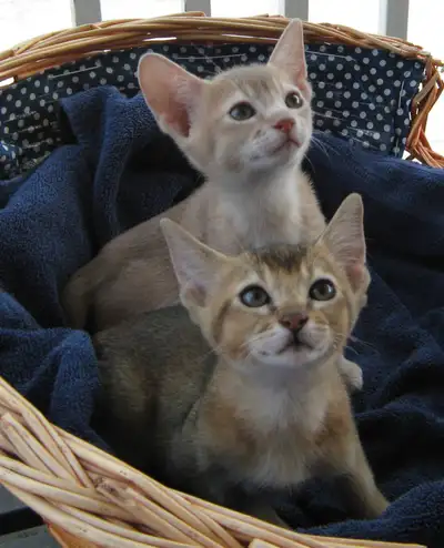 Superbes chatons abyssin, View more