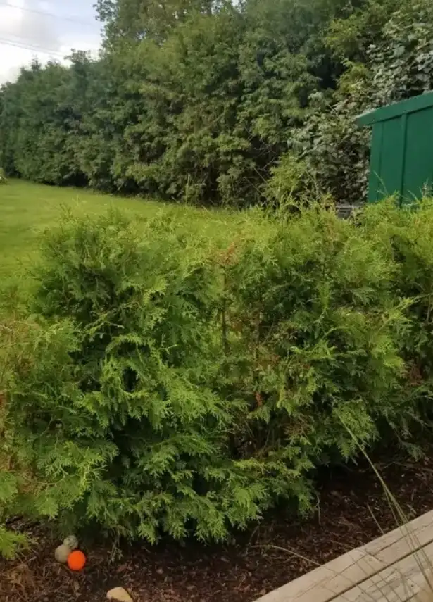 Cedar Trees $5 each432473290656993287
