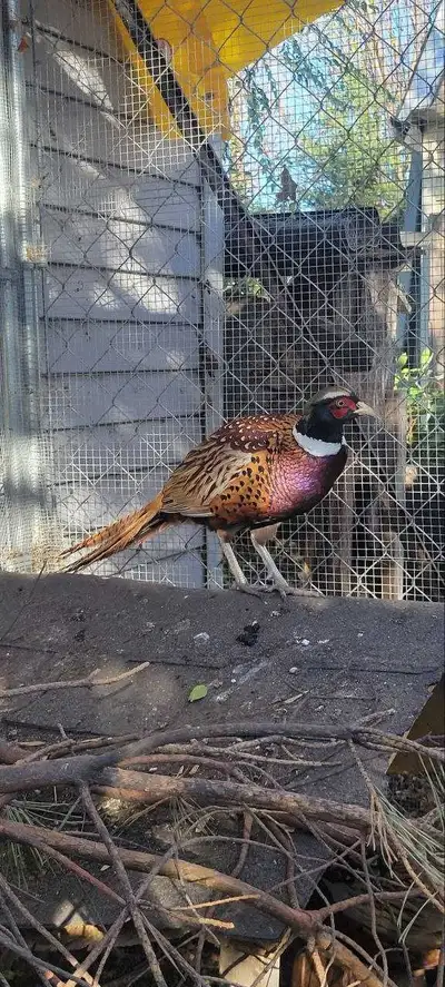 pheasant , View more