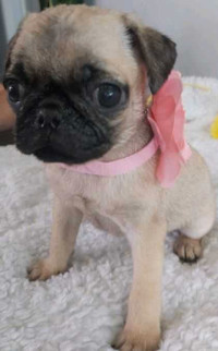 Fawn pug girl available for sale.Best offer!!!