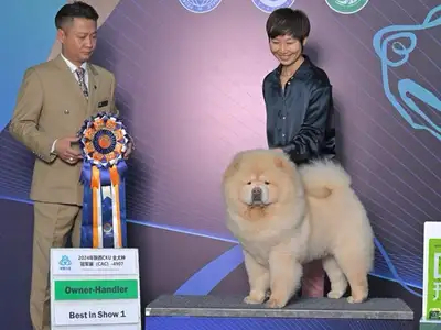 puppy rehoming , View more