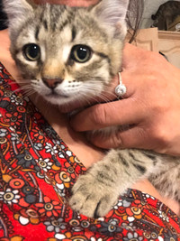Adorable kitten for adoption