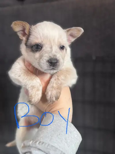 We have red/blue heeler puppies that are ready to go to new homes now! We only have males left avail...