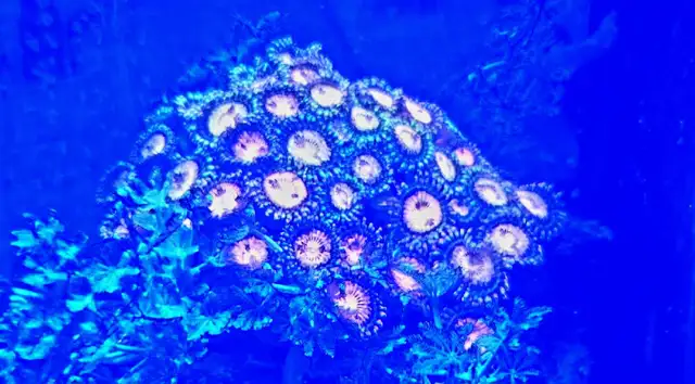 Pandora Zoa Coral frag in Fish for Rehoming in Brantford - Image 2