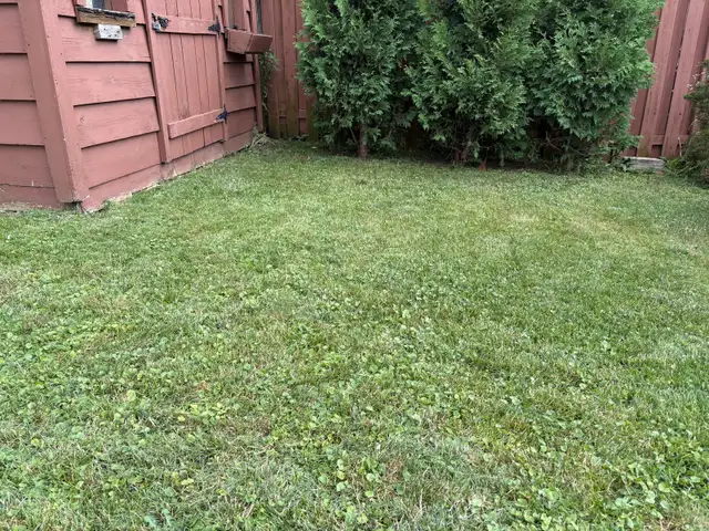 20$ for this week*| WeekEnd Lawn Mowing Services551585350482012165