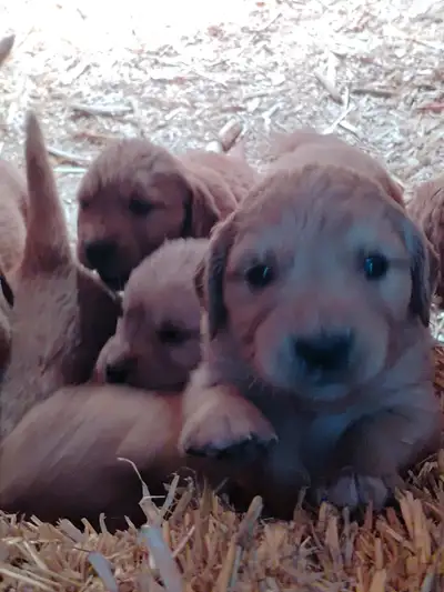 Dewormed puppy. Beautiful puppy Golden Retriever . Special price until sold out.