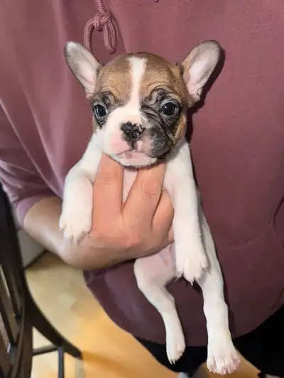 Frenchies looking for loving homes, View more