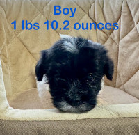 1 Purebred Havanese Puppy left out of a litter of 5