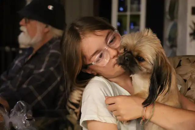 Shih tzu puppies coming HOUSE TRAINED; purebred; CKC reg'd in Dogs & Puppies for Rehoming in City of Toronto - Image 9