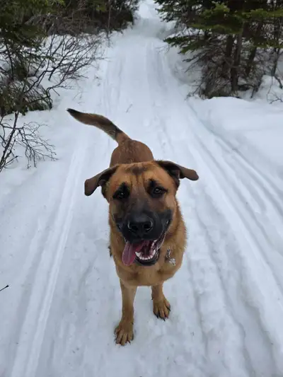 German Shepherd Cane Corso, View more