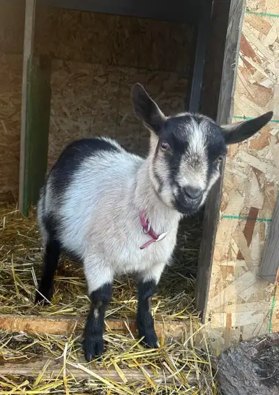 Female Pygmy Goat