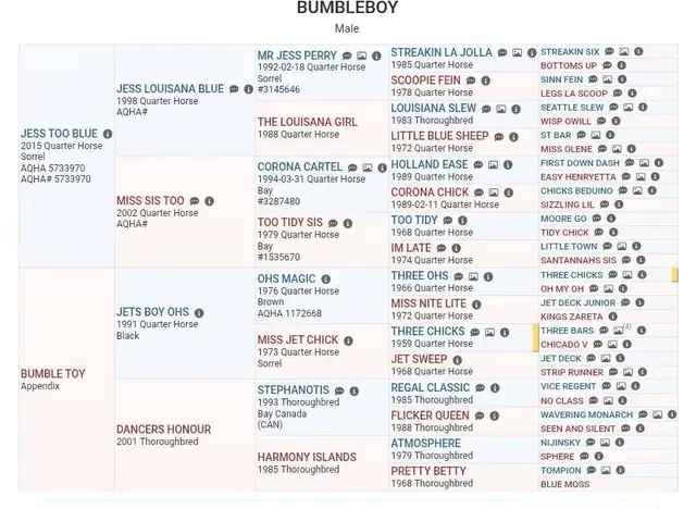 Aqha colt barrel prospect in Horses & Ponies for Rehoming in Red Deer - Image 3