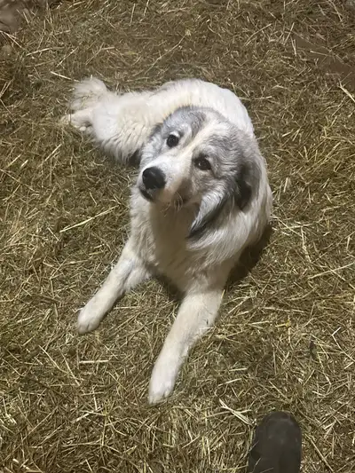 One-year-old Beautiful Purebred great Pyrenees puppy for sale His name is Angel He has all his shots...