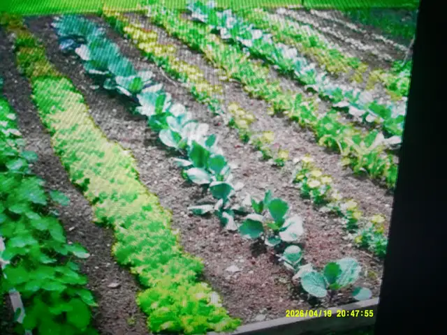 Garden design432473721254727680