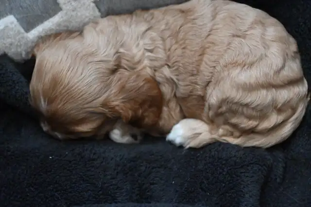 Canadian Cocker Spaniel Purebreed Puppies for RESERVATION!!!!! in Dogs & Puppies for Rehoming in St. Catharines - Image 7