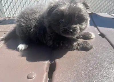 2 Adorable Pomeranian Puppies for Sale, View more