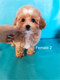 Purebred Tiny Toy Poodle 4-6 lbs fully grown