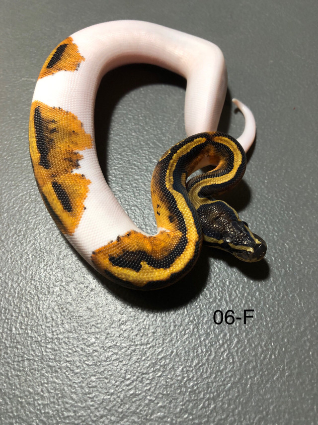 OBO-06-F - Orange Dream  Yellow Belly/ Gravel Pied het, MJ Ax. in Reptiles & Amphibians for Rehoming in Kelowna - Image 3