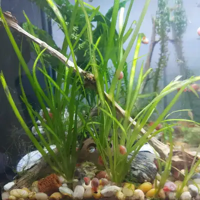 Jungle Vallisneria For Your Planted Aquarium Tank Setup, View more