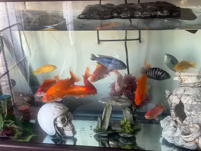 Free gold  fish, View more