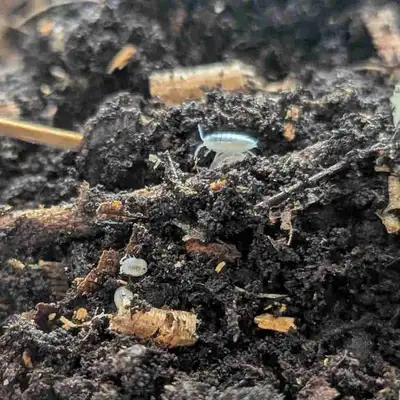 Dwarf White Isopods and Bioactive Soil, View more