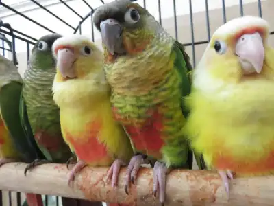 **SALE**CHOOSE YOUR COLOUR CONURES**W/CARE PACKAGE & DNA**, View more