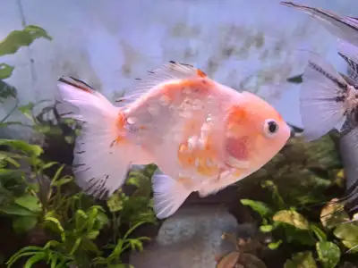 Male and female Oranda goldfish, View more