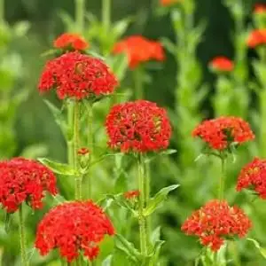 Maltese cross seeds, 6 grams for $5, or 2 bags for $9, View more