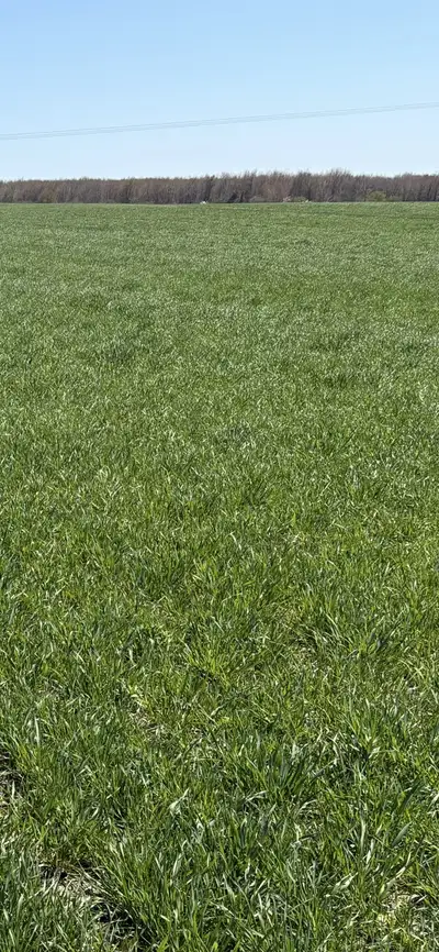 SOLD OUT until new hay. Taking orders for summer 1st cut and 2nd cut Timothy, Tall Fescue, Ryegrass,...