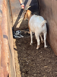 Fainting Goats for sale
