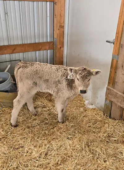 One month old. Born Mar 17. Takes a bottle well and would be easy to adopt to a cow. Not a twin.