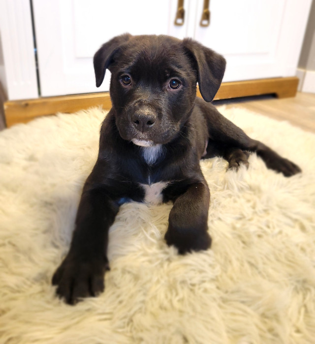 ***1 girl 1 boy left**** Lab x puppies Dogs & Puppies for Rehoming