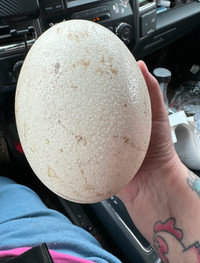 Ostrich egg for sale - Last One