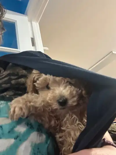 Toy poodle - purebred, registered, View more