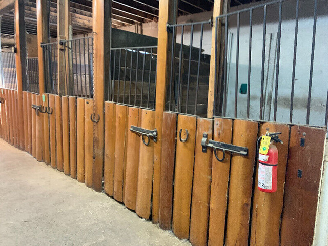 Cheval dans Accessoires pour bétails et chevaux  à Longueuil/Rive Sud - Image 4