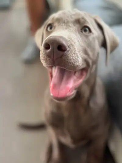 Rehoming our 15 month old Silver Lab (not neutered) keeping his sister as we realized that it’s just...