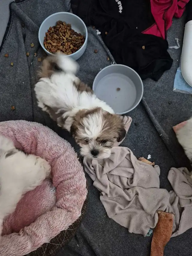 Shihtzu puppies sold pending pick up in Dogs & Puppies for Rehoming in Owen Sound - Image 4
