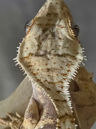 Juvenile Crested Geckos, View more