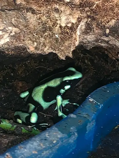 2x Dendrobates Auratus Dart Frogs, View more