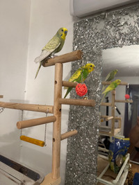 2 budgies for sale
