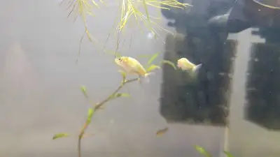 Lionhead Orange Ranchu Fry x6, View more