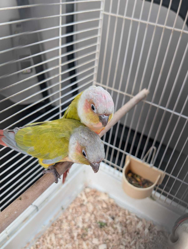 American dilute conure pair in Birds for Rehoming in Sault Ste. Marie - Image 4