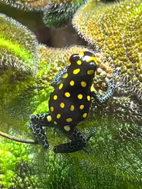 Ranitomeya Vanzolinii dart frogs