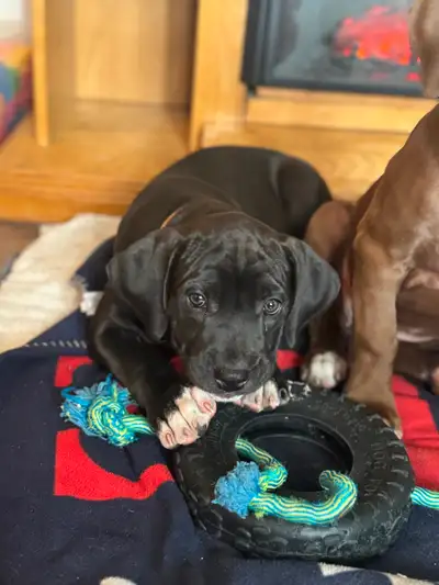 Cane Corso Mix Puppies AVAILABLE, View more