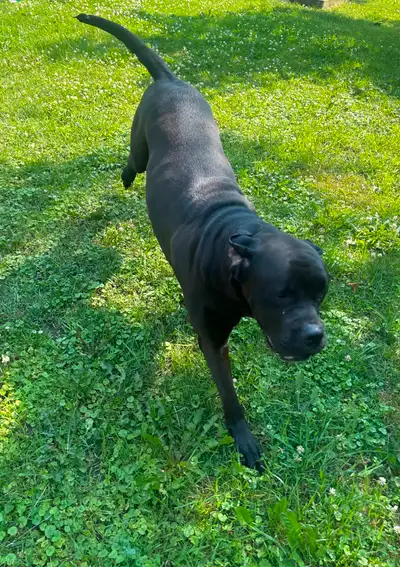 Mastiff lab female 3.5 years old, View more
