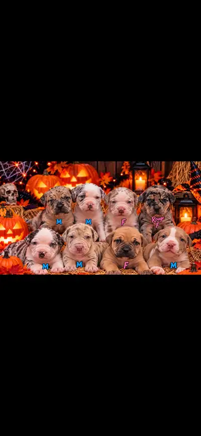 Mastiff puppies Cane Corso x Borboel, View more