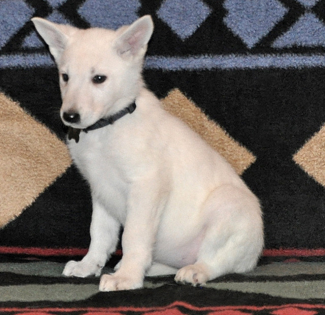 CKC registered White German Shepherds in Dogs & Puppies for Rehoming in City of Toronto