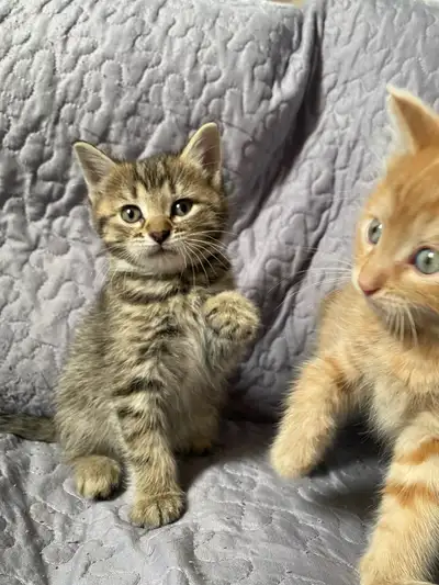 chaton tigré tabby rayé femelle, View more