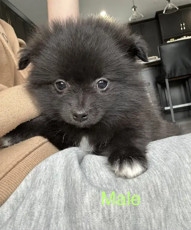 Pomchi puppies in Dogs & Puppies for Rehoming in Winnipeg - Image 2