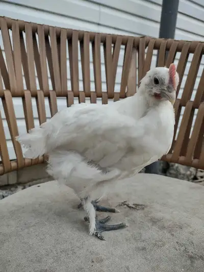 Young Olive Egger rooster , View more